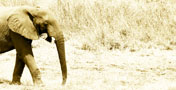 Namibia Elephant